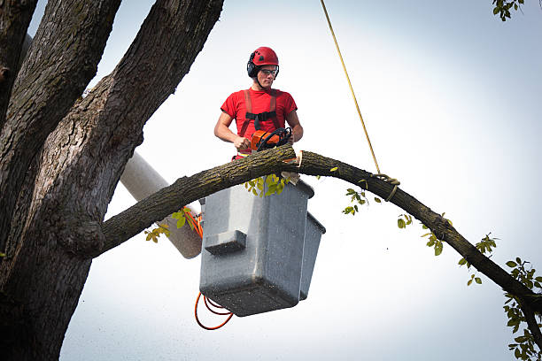 Best Tree Removal Near Me  in Lake Stevens, WA